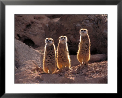 Meerkat In The Phoenix Zoo, Arizona, Usa by Charles Sleicher Pricing Limited Edition Print image