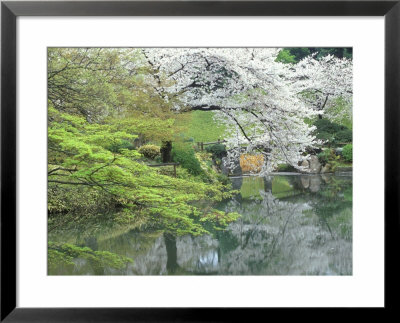 Sakura, Koishikawa Koraku-En Garden, Tokyo, Japan by Rob Tilley Pricing Limited Edition Print image