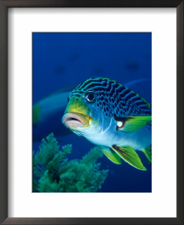 Diagonal Banded Sweetlips (Plectorhinchus Lineatus), Indonesia by Michael Aw Pricing Limited Edition Print image