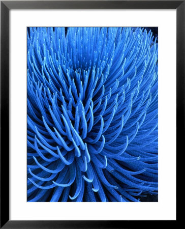 The Endangered Silversword Plant Is Indigenous Only To Mount Haleakala, Maui, Hawaii, Usa by Wes Walker Pricing Limited Edition Print image