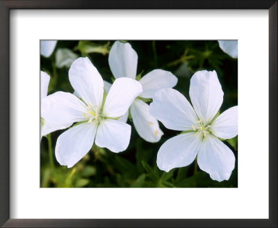 Bloody Cranesbill by Mark Bolton Pricing Limited Edition Print image