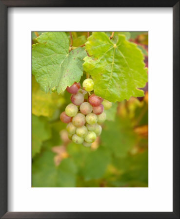 Beaujolais White Grapes In Autumn, Burgundy, France by Lisa S. Engelbrecht Pricing Limited Edition Print image