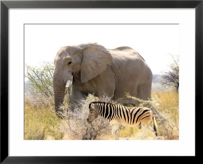 African Elephant And Zebra At Namutoni Resort, Namibia by Joe Restuccia Iii Pricing Limited Edition Print image