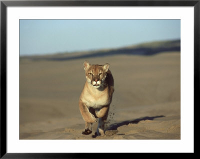 Mountain Lion, Felis Concolor Running Idaho by Alan And Sandy Carey Pricing Limited Edition Print image