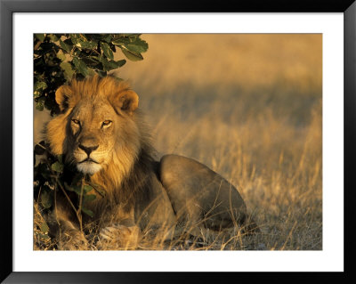 Lion, Panthera Leo, Chobe National Park, Savuti, Botswana, Africa by Thorsten Milse Pricing Limited Edition Print image