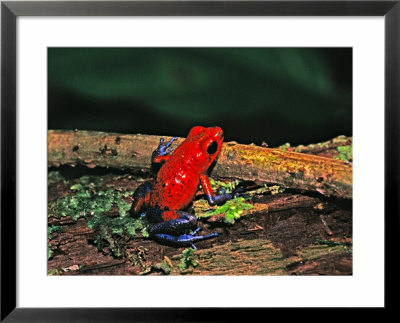 Strawberry Poison Dart Frog In The Rainforest, Costa Rica by Charles Sleicher Pricing Limited Edition Print image