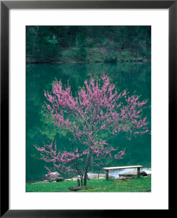 Lakeside Redbud Tree Blooms In Spring by Gayle Harper Pricing Limited Edition Print image