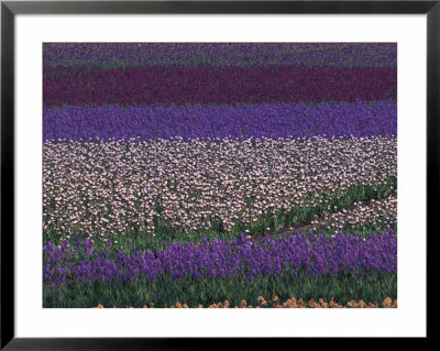 Bearded Iris Fields, Near Salem, Oregon, Usa by Darrell Gulin Pricing Limited Edition Print image