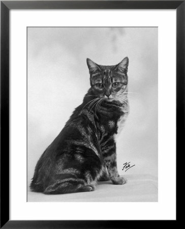 Manx Cat Sitting Down So You Cannot Really See That It Does Not Have A Tail by Thomas Fall Pricing Limited Edition Print image