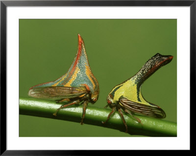 Thorn Bugs, Umbonia Crassicornis Male And Female, Florida by Brian Kenney Pricing Limited Edition Print image