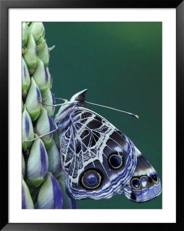 Painted Lady Butterfly On Lupine, Bloomfield Hills, Michigan, Usa by Darrell Gulin Pricing Limited Edition Print image