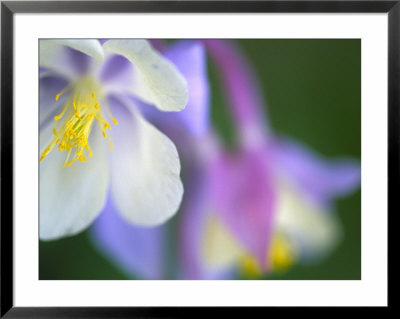 Colorado Columbine Flower, Colorado, Usa by Julie Eggers Pricing Limited Edition Print image
