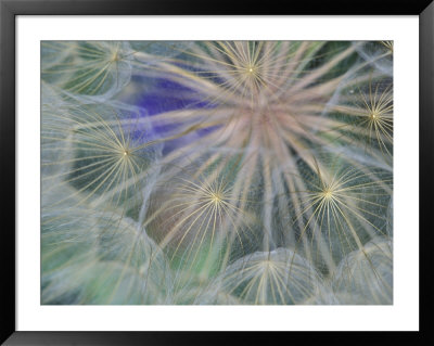 Seed Head Design, Gennesse, Idaho, Usa by Darrell Gulin Pricing Limited Edition Print image