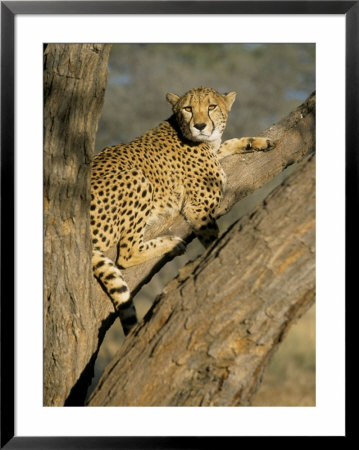 Cheetah (Acinonyx Jubatus) Up A Tree In Captivity, Namibia, Africa by Steve & Ann Toon Pricing Limited Edition Print image