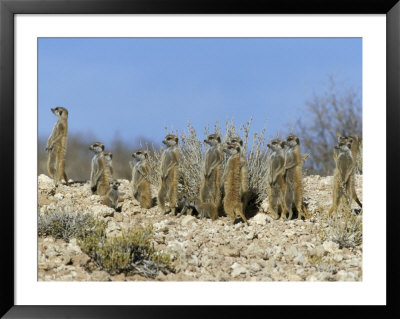 Meerkats (Suricates) (Suricata Suricatta), Kalahari Gemsbok Park, South Africa, Africa by Steve & Ann Toon Pricing Limited Edition Print image