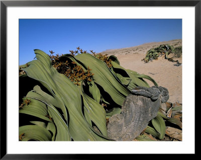 Welwitschia (Welwitschia Mirabilis), Namib Desert, Namibia, Africa by Steve & Ann Toon Pricing Limited Edition Print image