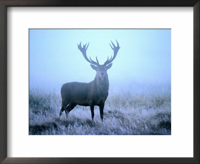 Red Deer (Cervus Elephus) At Dawn, Looking At Camera, United Kingdom by David Tipling Pricing Limited Edition Print image