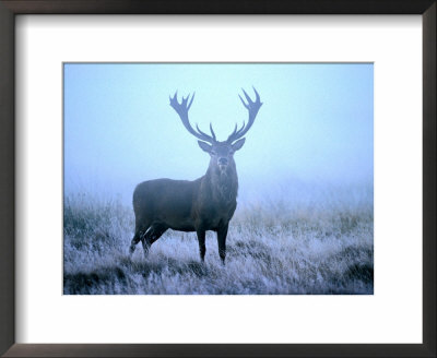 Red Deer (Cervus Elephus) At Dawn, Looking At Camera, United Kingdom by David Tipling Pricing Limited Edition Print image