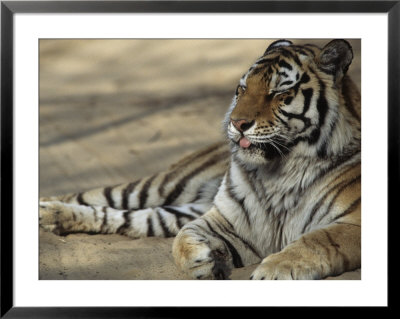 Tiger, Qinhuangdao Zoo, Hebei Province, China by Raymond Gehman Pricing Limited Edition Print image