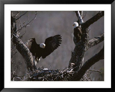 A Pair Of American Bald Eagles At Their Nest by Roy Toft Pricing Limited Edition Print image