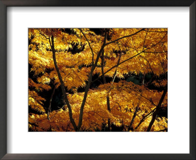 Japanese Maple At University Of Washington Arboretum, Seattle, Washington, Usa by William Sutton Pricing Limited Edition Print image