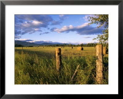 Hay Bales In Field, Whitefish, Montana, Usa by Chuck Haney Pricing Limited Edition Print image