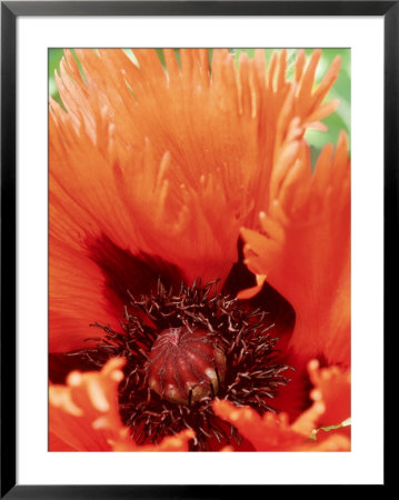 Papaver Orientale Curlilocks, Red Fringed Flower by Mark Bolton Pricing Limited Edition Print image