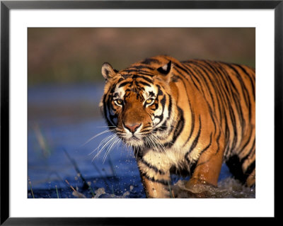 Bengal Tiger, India by Stuart Westmoreland Pricing Limited Edition Print image