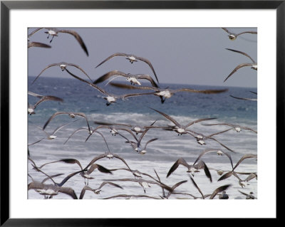 Seagulls Fly Over Surf by Raul Touzon Pricing Limited Edition Print image