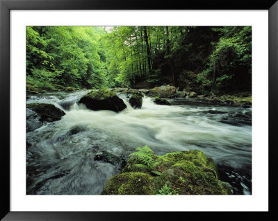Woodland Stream And Rapids, Time Exposure by Norbert Rosing Pricing Limited Edition Print image