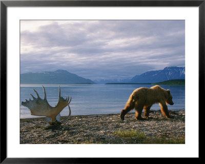 A Grizzly Ambles Past The Weathered Antlers Of A Moose On The Shores Of Naknek Lake by Joel Sartore Pricing Limited Edition Print image