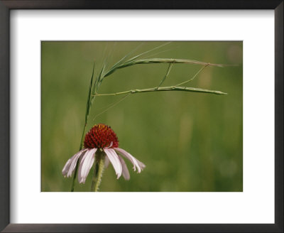 A Walking Stick Insect Hangs On A Stalk Of Grass Over A Purple Coneflower by Annie Griffiths Belt Pricing Limited Edition Print image