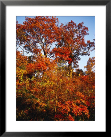 Tree In Golden Fall Color Along The Appalachian Trail by Raymond Gehman Pricing Limited Edition Print image