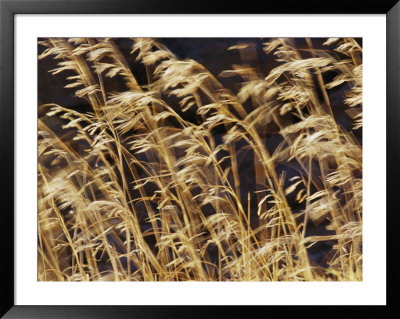 Grasses And Seedheads Swaying In A Gentle Breeze by Jason Edwards Pricing Limited Edition Print image