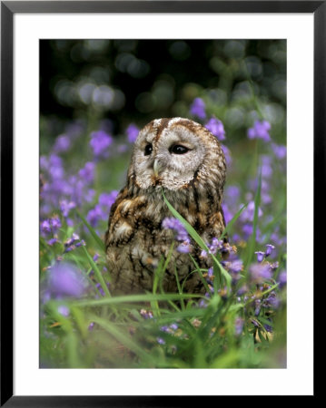 Captive Tawny Owl (Strix Aluco) In Bluebells, United Kingdom by Steve & Ann Toon Pricing Limited Edition Print image