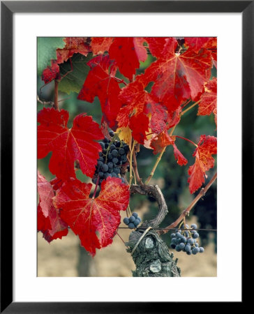 Vine In Autumn, St. Emilion, Bordeaux, France by Adam Woolfitt Pricing Limited Edition Print image