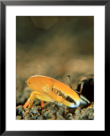 Fiddler Crab, Fiji by Tobias Bernhard Pricing Limited Edition Print image