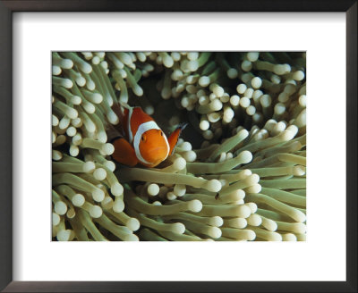 Clown Anemonefish In Sea Anemone, Pacific Ocean by Joe Stancampiano Pricing Limited Edition Print image