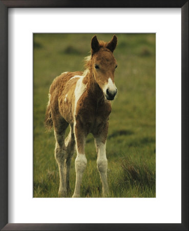 Portrait Of A Young Wild Pony Foal by James L. Stanfield Pricing Limited Edition Print image