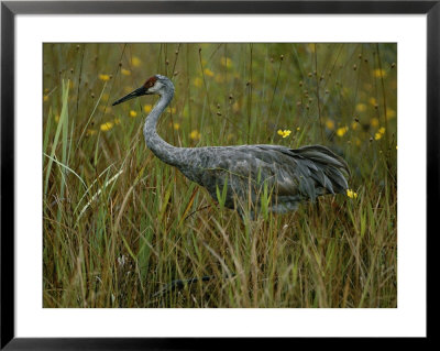 A Sandhill Crane Stands Amid Tall Grass And Wildflowers In Okefenokee Swamp by Randy Olson Pricing Limited Edition Print image