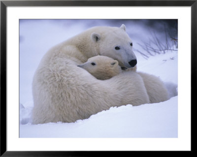 Mother Polar Bear And Her Cub by Paul Nicklen Pricing Limited Edition Print image