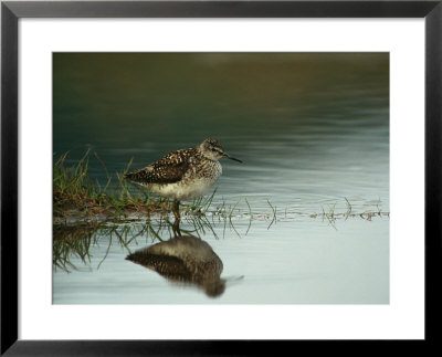 A Sandpiper And Its Reflection In Calm Water by Klaus Nigge Pricing Limited Edition Print image