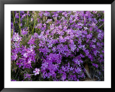 Creeping Flox Along A Roadway In Rural Tennessee by Joel Sartore Pricing Limited Edition Print image