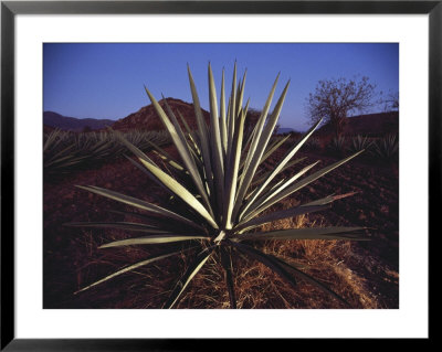 Mexico, Oaxaca, Field Of Agave Plants For Making Tequila by Brimberg & Coulson Pricing Limited Edition Print image