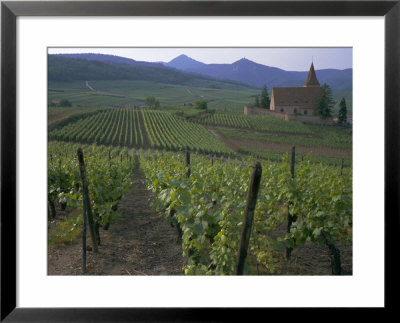 Vineyards, Hunawihr, Alsace, France by Guy Thouvenin Pricing Limited Edition Print image