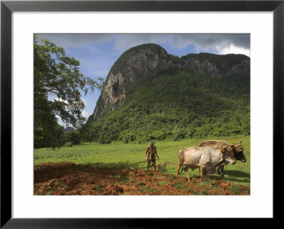 Peasant Farmer Ploughing Field With His Two Oxen, Vinales, Pinar Del Rio Province, Cuba by Eitan Simanor Pricing Limited Edition Print image