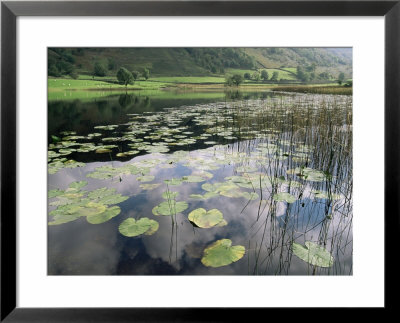 Lily Pads, Watendlath Tarn, Lake District National Park, Cumbria, England, United Kingdom by Neale Clarke Pricing Limited Edition Print image