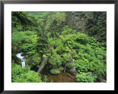 Steamlet And Ferns In Forest, Bayerischer Wald National Park, Germany by Norbert Rosing Pricing Limited Edition Print image
