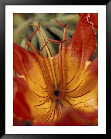 Afrifcan Tulip Tree, Maui, Hawaii, Usa by Darrell Gulin Pricing Limited Edition Print image
