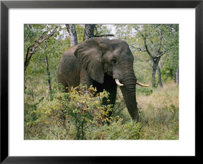 African Elephant In The Bush by Nicole Duplaix Pricing Limited Edition Print image